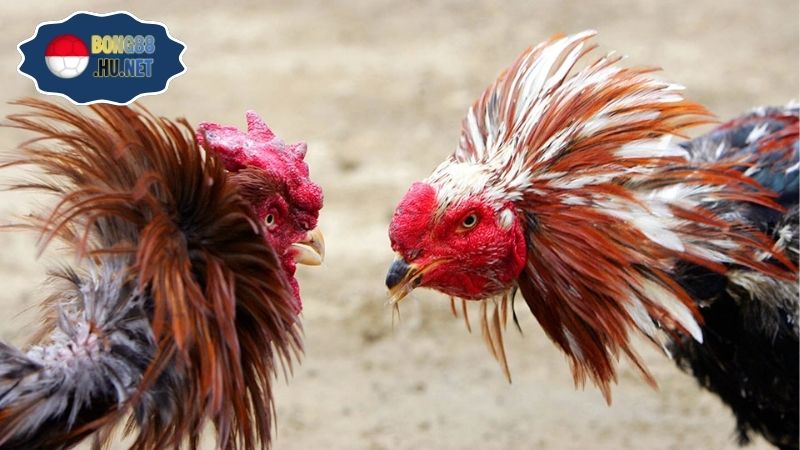 Coi đá gà trực tiếp C1 – Trải nghiệm kịch tính từng trận đấu 1 Coi đá gà trực tiếp C1 – Trải nghiệm kịch tính từng trận đấu