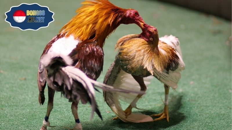 Coi trực tiếp đá gà cực kịch tính mọi lúc mọi nơi 2 Coi trực tiếp đá gà cực kịch tính mọi lúc mọi nơi