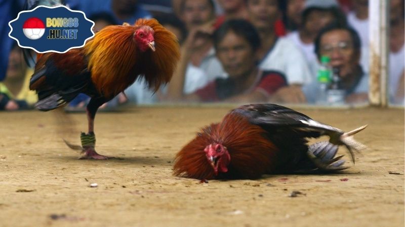 Đá gà hôm nay – Trực tiếp kịch tính từng trận đấu 8 Đá gà hôm nay – Trực tiếp kịch tính từng trận đấu