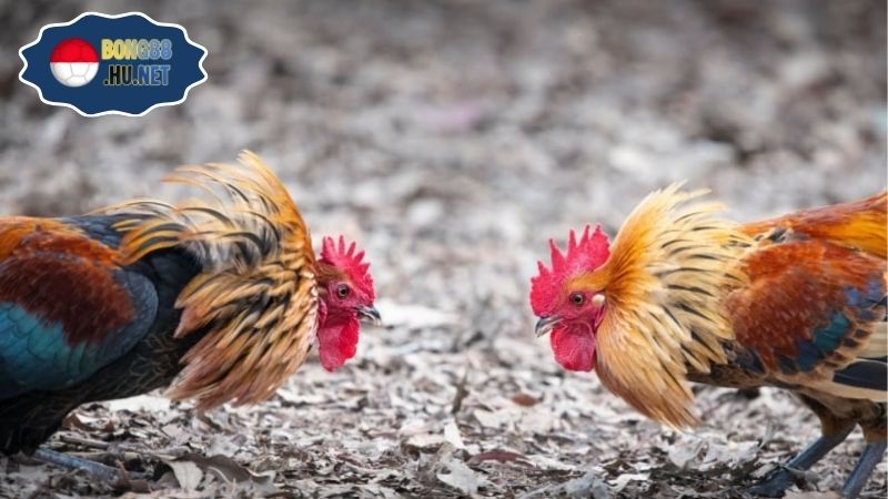 Gà đá Tho mo hôm nay – Trực tiếp từ các trường gà nổi bật 6 Gà đá Tho mo hôm nay – Trực tiếp từ các trường gà nổi bật