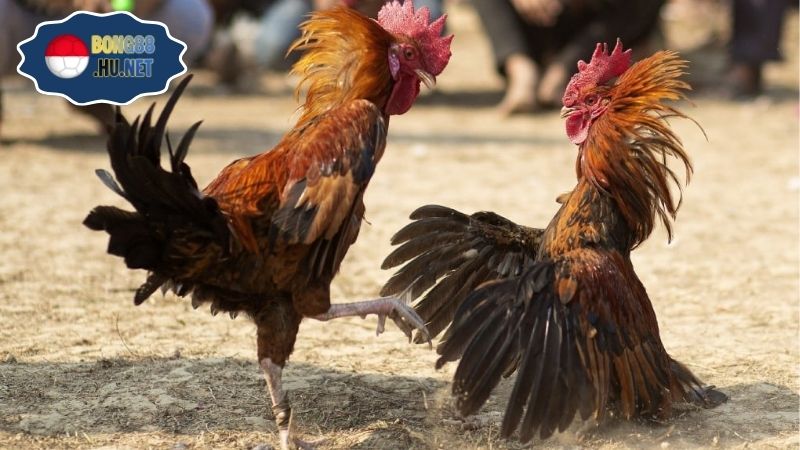 Gà trực tiếp Thomo hôm nay – Xem ngay trận đấu kịch tính 3 Gà trực tiếp Thomo hôm nay – Xem ngay trận đấu kịch tính